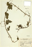 藏品(毛西番蓮)的圖片